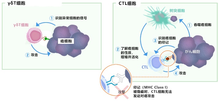 对隐藏或消失的癌细胞特征(MHCClass1)迅速发动攻击